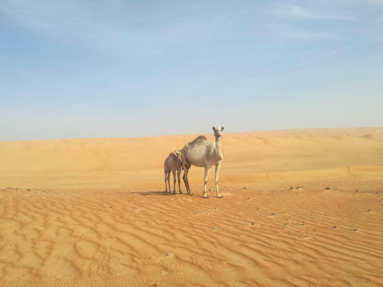 Hamood Desert Private Camp Al Wasil Luaran gambar